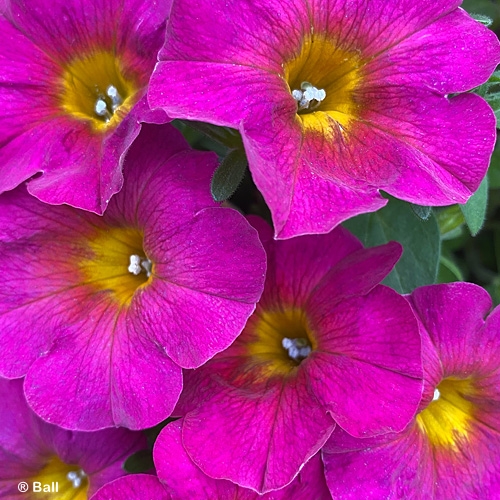 PETUNIA FLOWER SHOWER SERIES