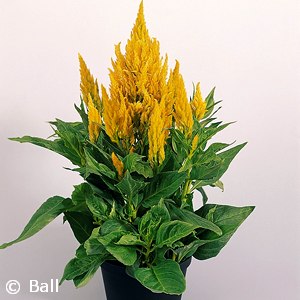 CELOSIA FRESH LOOK YELLOW