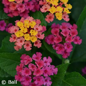 LANTANA BLOOMIFY ROSE