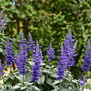 SALVIA BLUE