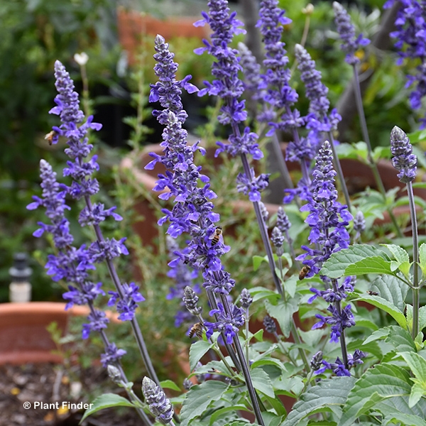 SALVIA MYSTIC SPIRES