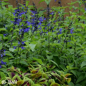 SALVIA BLACK AND BLOOM