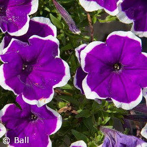 PETUNIA HL DARK VIOLET PICOTEE