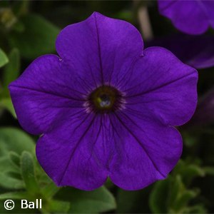 PETUNIA HL BLUE