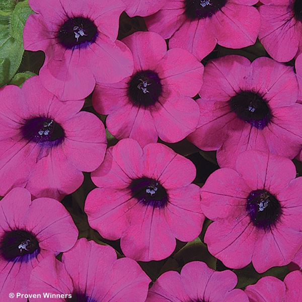 PETUNIA BLANKET PURPLE