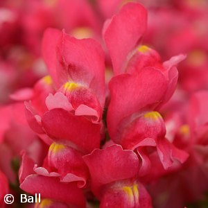 SNAPDRAGON ROSE