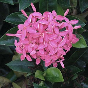 PENTAS PINK