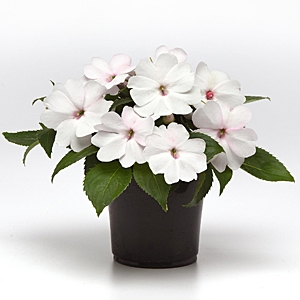 IMPATIENS SOLARSCAPE WHITE