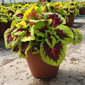 COLEUS KONG ROSE