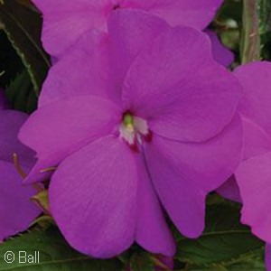 SUNPATIENS ORCHID