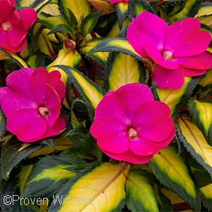 SUNPATIENS TROPICAL ROSE