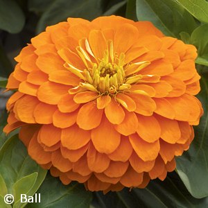 ZINNIA ORANGE