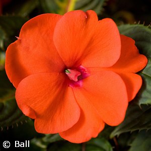 SUNPATIENS ORANGE