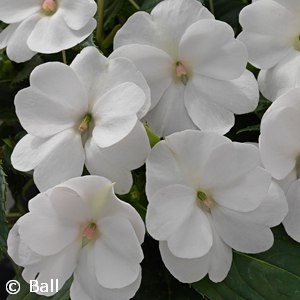 SUNPATIENS WHITE