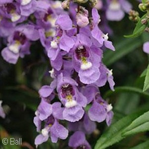 ANGELONIA SERENITA SKY BLUE