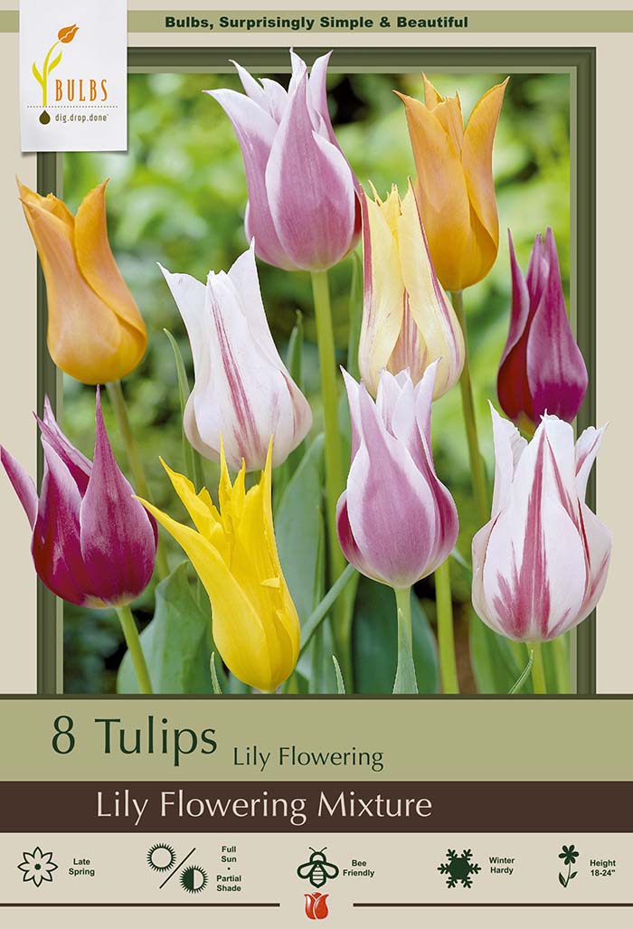 TULIP LILY FLOWERING MIX