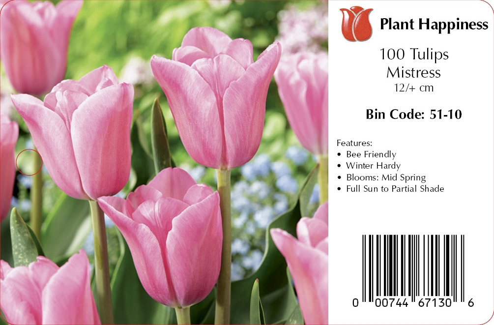 TULIP MISTRESS