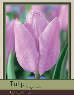 TULIP CANDY PRINCE