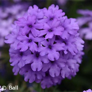 VERBENA ENDURASCAPE BLUE