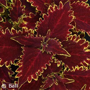 COLEUS VULCAN