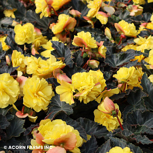 BEGONIA ICONIA YELLOW