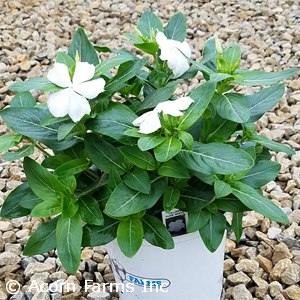 VINCA VALIANT PURE WHITE