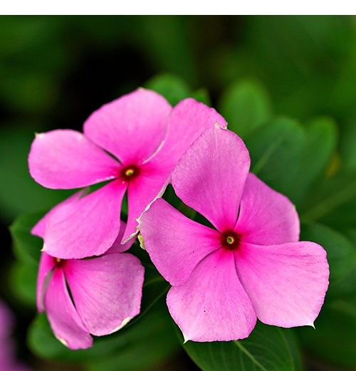 VINCA PINK
