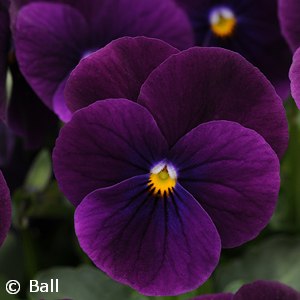 VIOLA PURPLE