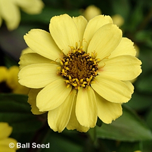 ZINNIA ZAHARA XL YELLOW