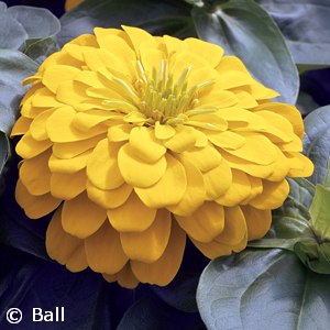 ZINNIA YELLOW