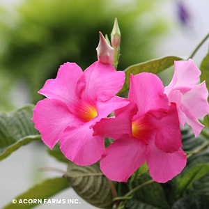 MANDEVILLA PINK