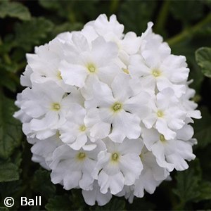 VERBENA ENDURASCAPE WHITE