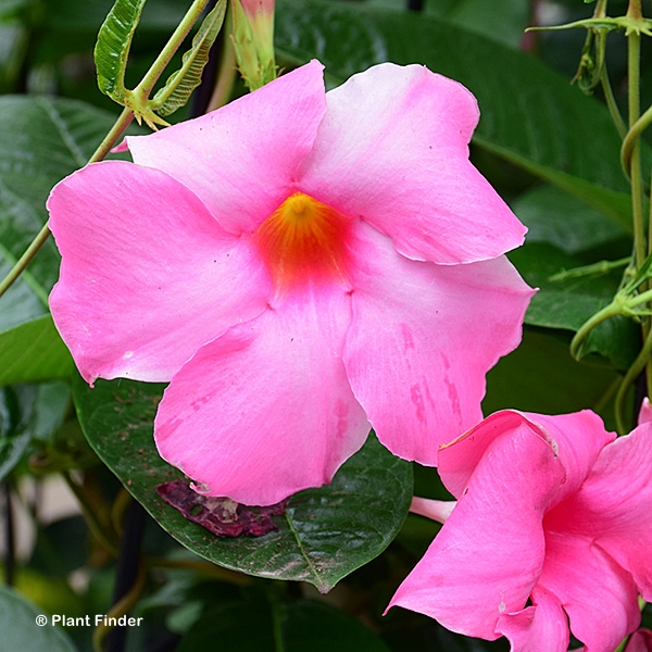 MANDEVILLA ALICE DU PONT