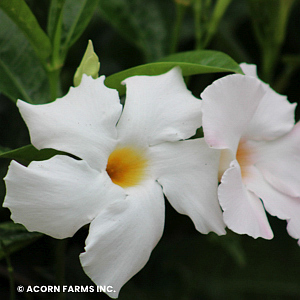 MANDEVILLA WHITE