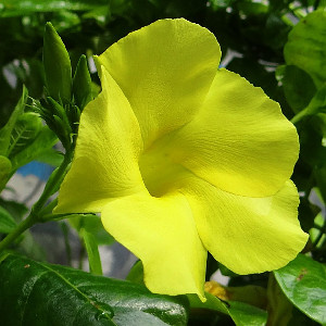 MANDEVILLA YELLOW