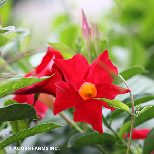 MANDEVILLA RED