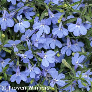 LOBELIA SKY BLUE