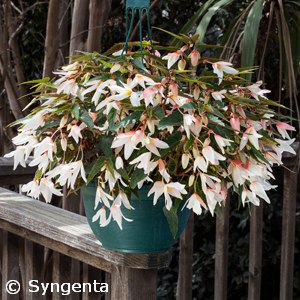 BEGONIA BOLIVIENSIS WHITE