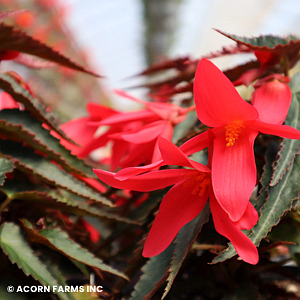 BEGONIA BOLIVIENSIS RED