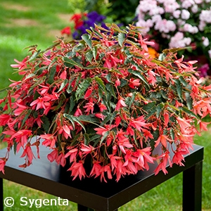 BEGONIA BOLIVIENSIS PINK