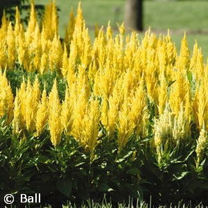 CELOSIA FRESH LOOK GOLD