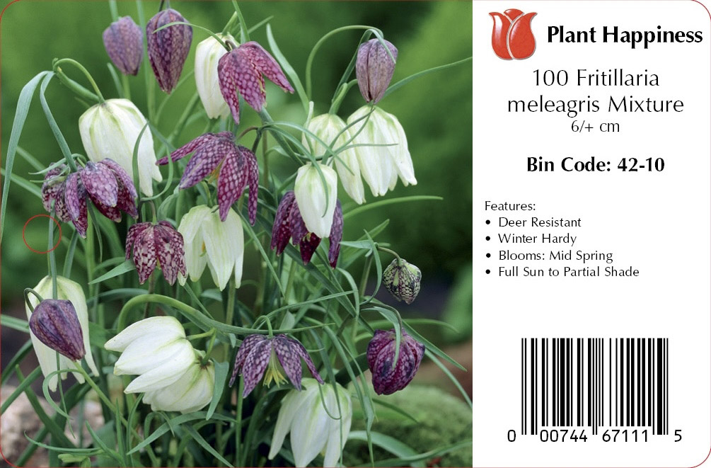FRITILLARIA MIX