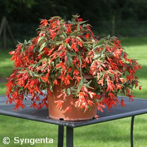 BEGONIA BOLIVIENSIS ORANGE