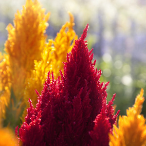 CELOSIA ASSORTED