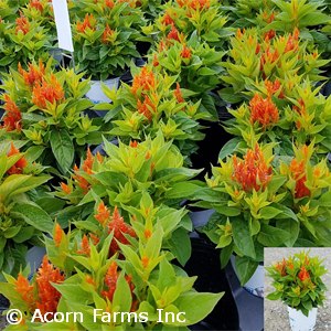 CELOSIA FRESH LOOK ORANGE