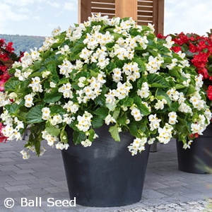 BEGONIA BIG WHITE GREEN LEAF