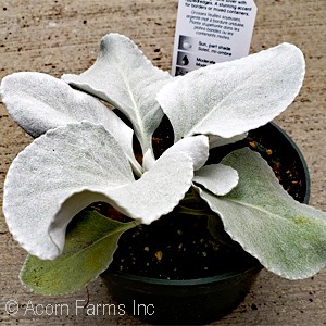 SENECIO ANGEL WINGS