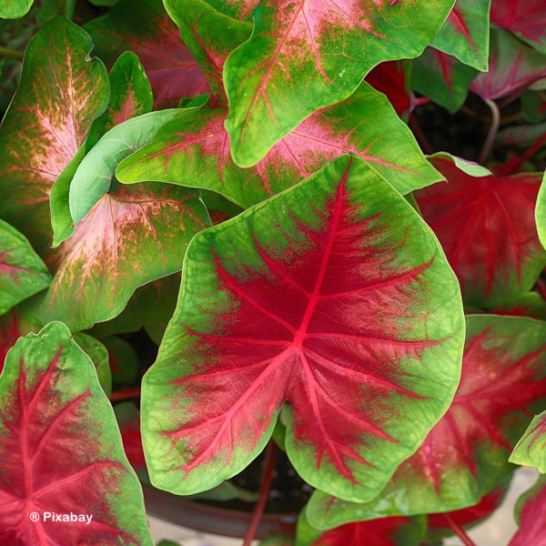 CALADIUM FANCY