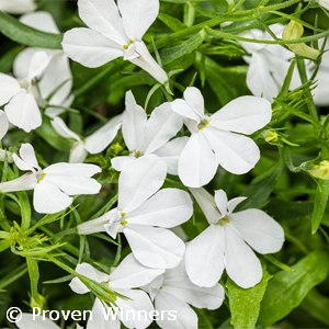 LOBELIA WHITE