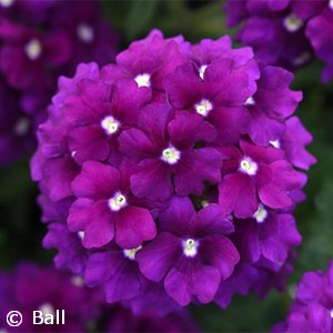 VERBENA ENDURASCAPE PURPLE